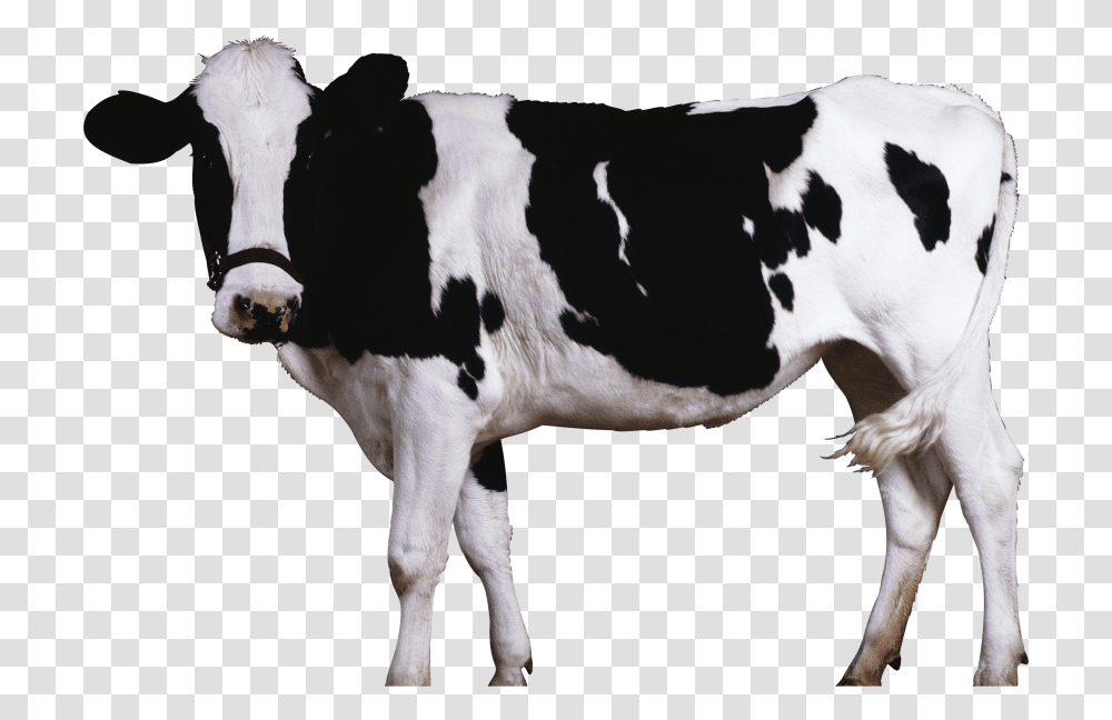 Cow, Cattle, Mammal, Animal, Dairy Cow Transparent Png