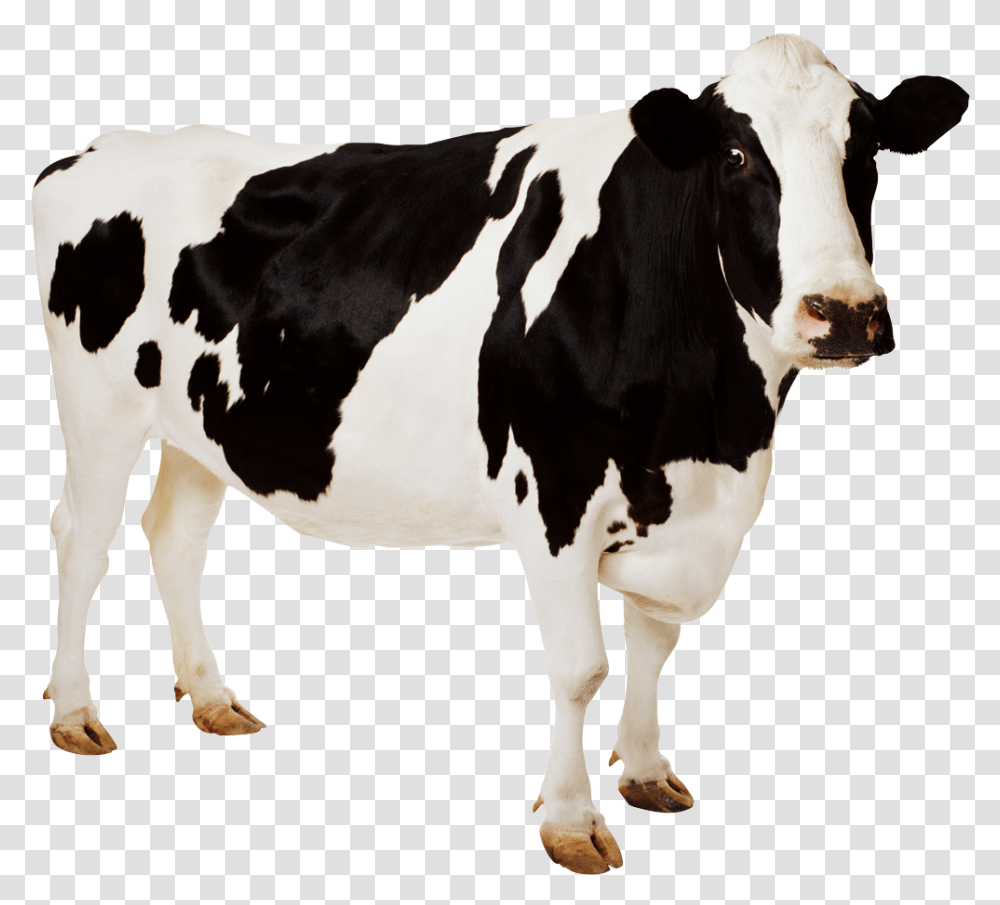 Cow, Cattle, Mammal, Animal, Dairy Cow Transparent Png