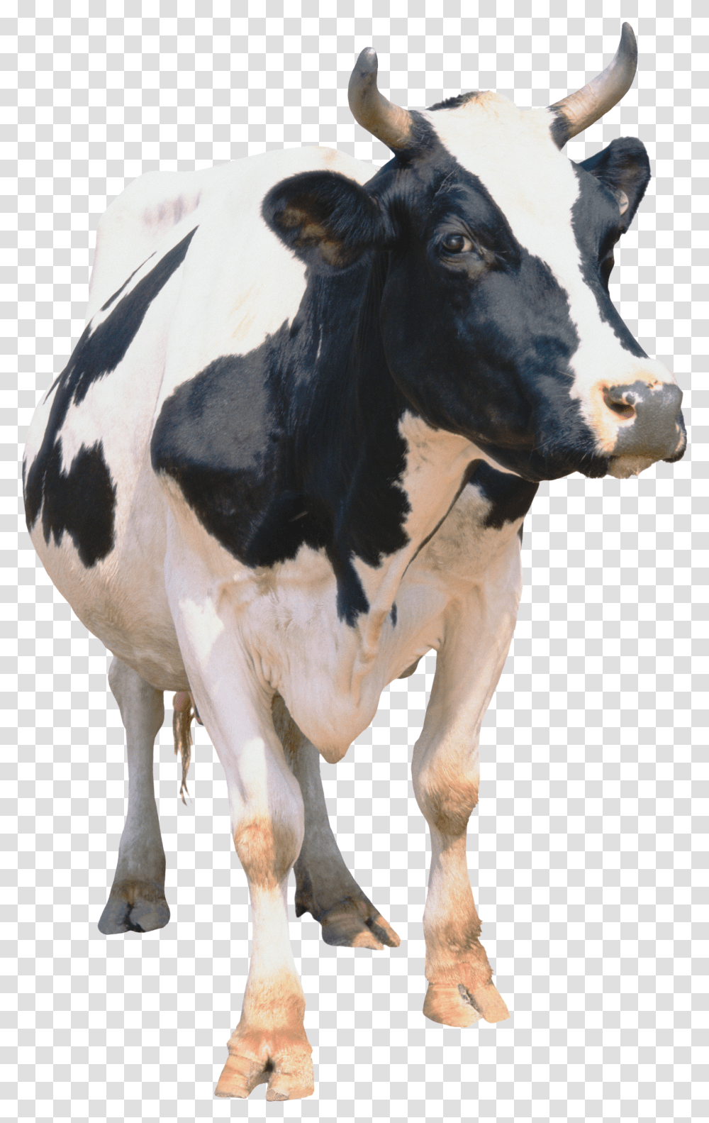 Cow Cattle Transparent Png