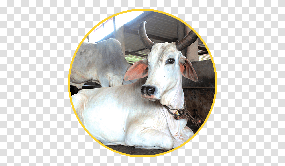 Cow Clipart Cow Indian Indian Cow Images Hd Download, Cattle, Mammal, Animal, Bull Transparent Png