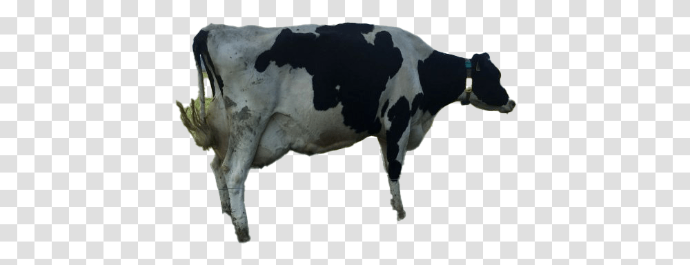 Cow Clipart Dairy Cow, Cattle, Mammal, Animal, Bull Transparent Png