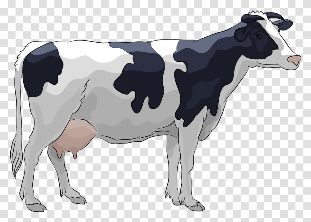 Cow Clipart Real Holstein Cow Clipart, Cattle, Mammal, Animal, Dairy Cow Transparent Png