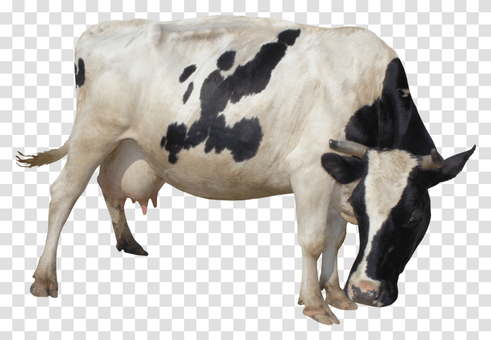 Cow Cow Breast Pump Transparent Png