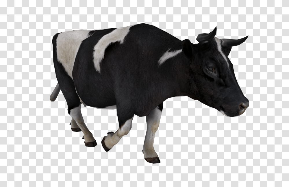 Cow Cow Image Free Cows Picture Download, Cattle, Mammal, Animal, Bull Transparent Png