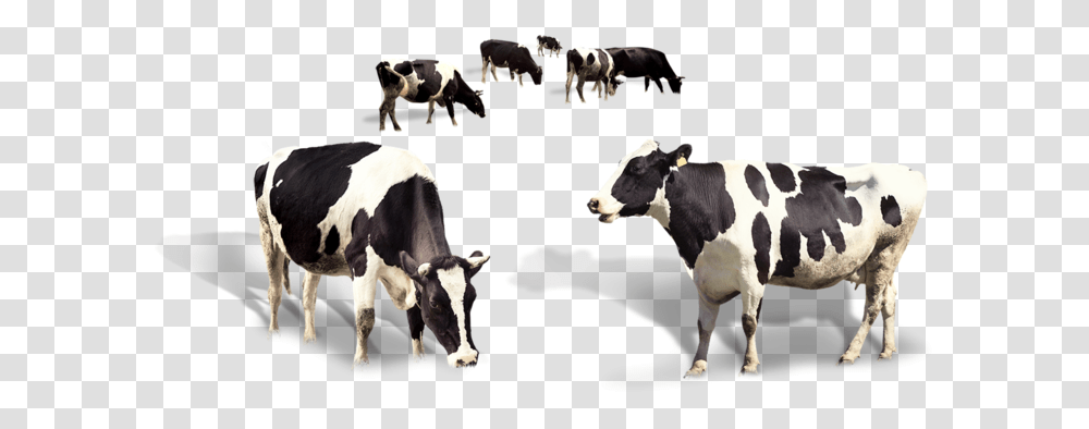Cow Dairy Milk Taurus Cattle Image High Quality Dairy Milk High Quality, Mammal Transparent Png