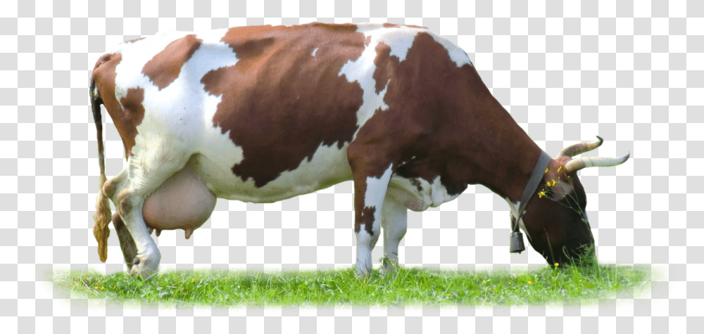 Cow Download Cow Images Hd, Cattle, Mammal, Animal, Grassland Transparent Png