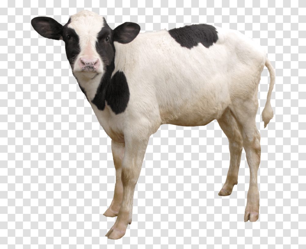 Cow Download Image With Background Calf, Cattle, Mammal, Animal, Dairy Cow Transparent Png