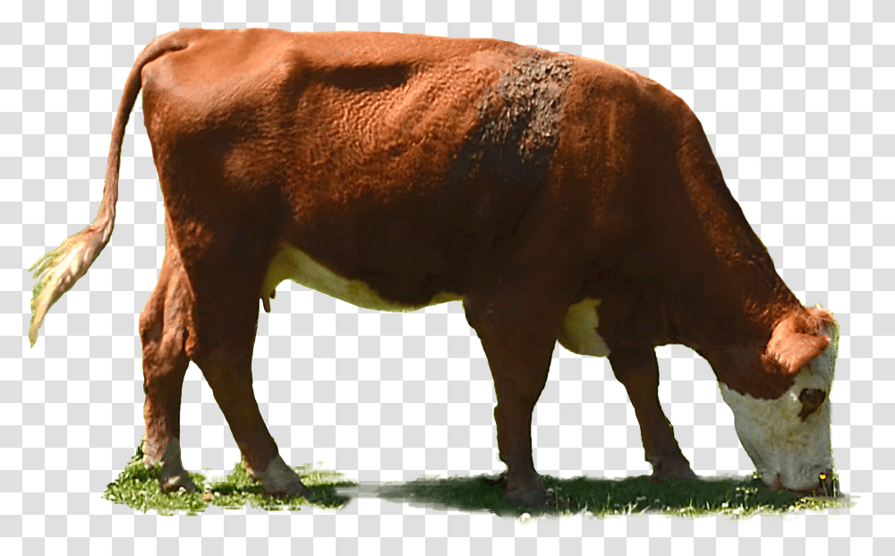 Cow Eating Grass, Cattle, Mammal, Animal, Bull Transparent Png