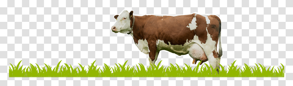 Cow Eating Grass, Cattle, Mammal, Animal, Dairy Cow Transparent Png
