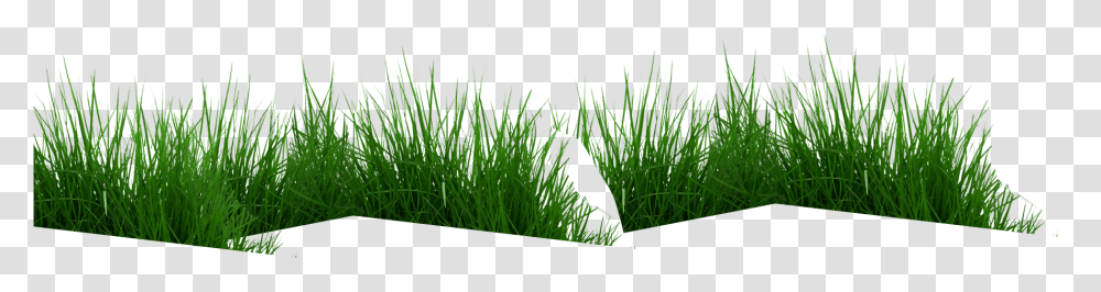 Cow Eating Grass Hierochloe, Plant, Lawn, Vegetation, Agropyron Transparent Png
