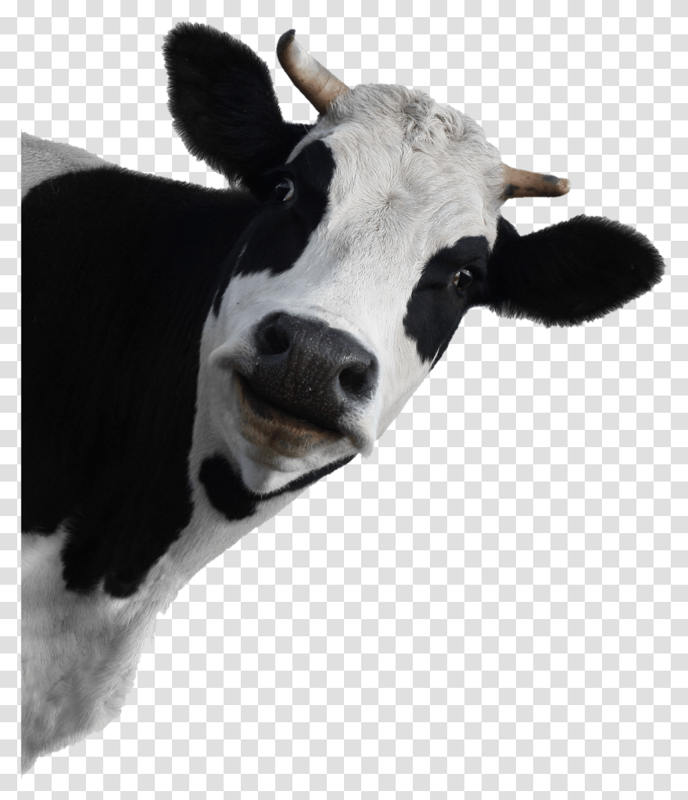Cow Image Black And White Cow Face Up Close, Cattle, Mammal, Animal ...
