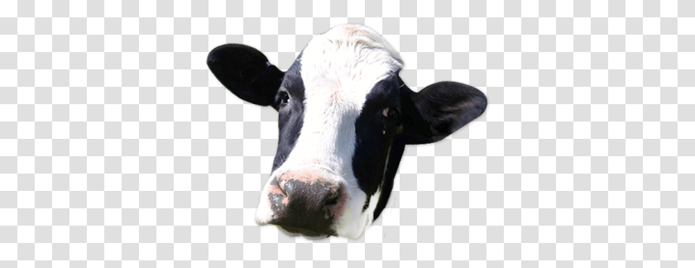Cow Face, Cattle, Mammal, Animal, Dairy Cow Transparent Png