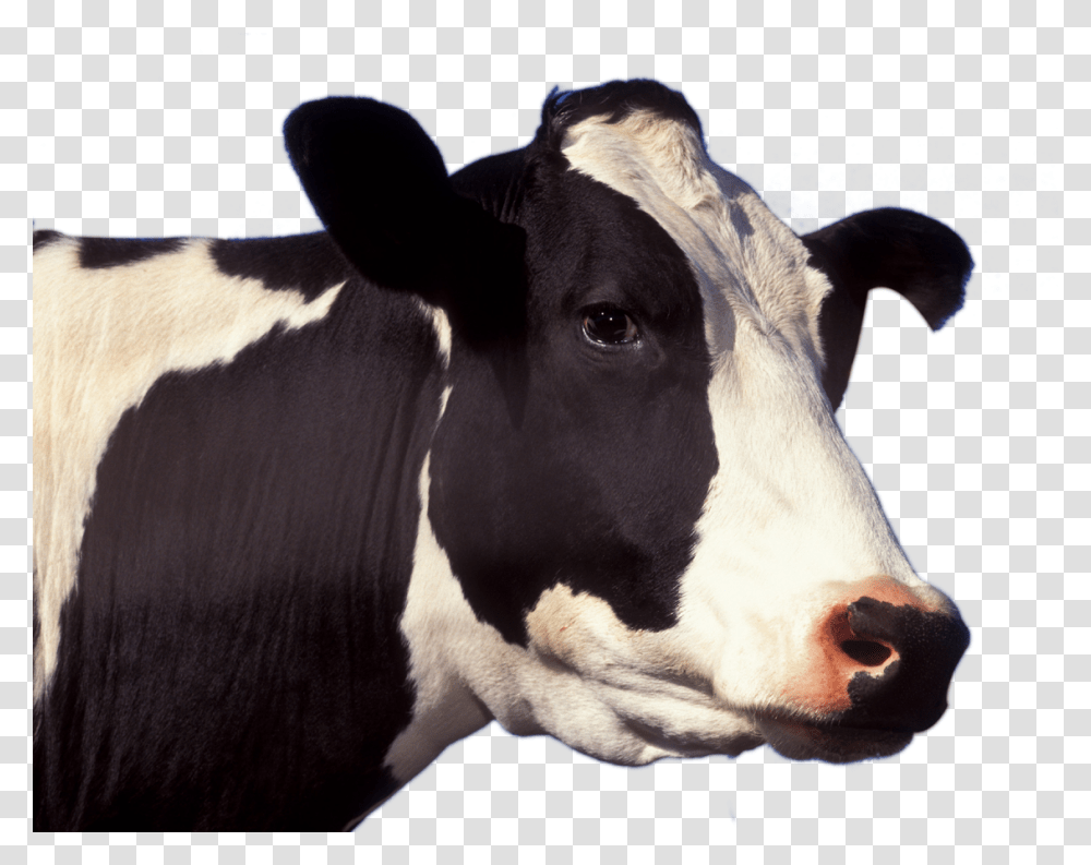 Cow Face Picture Close Up Of Cow, Cattle, Mammal, Animal, Dairy Cow Transparent Png