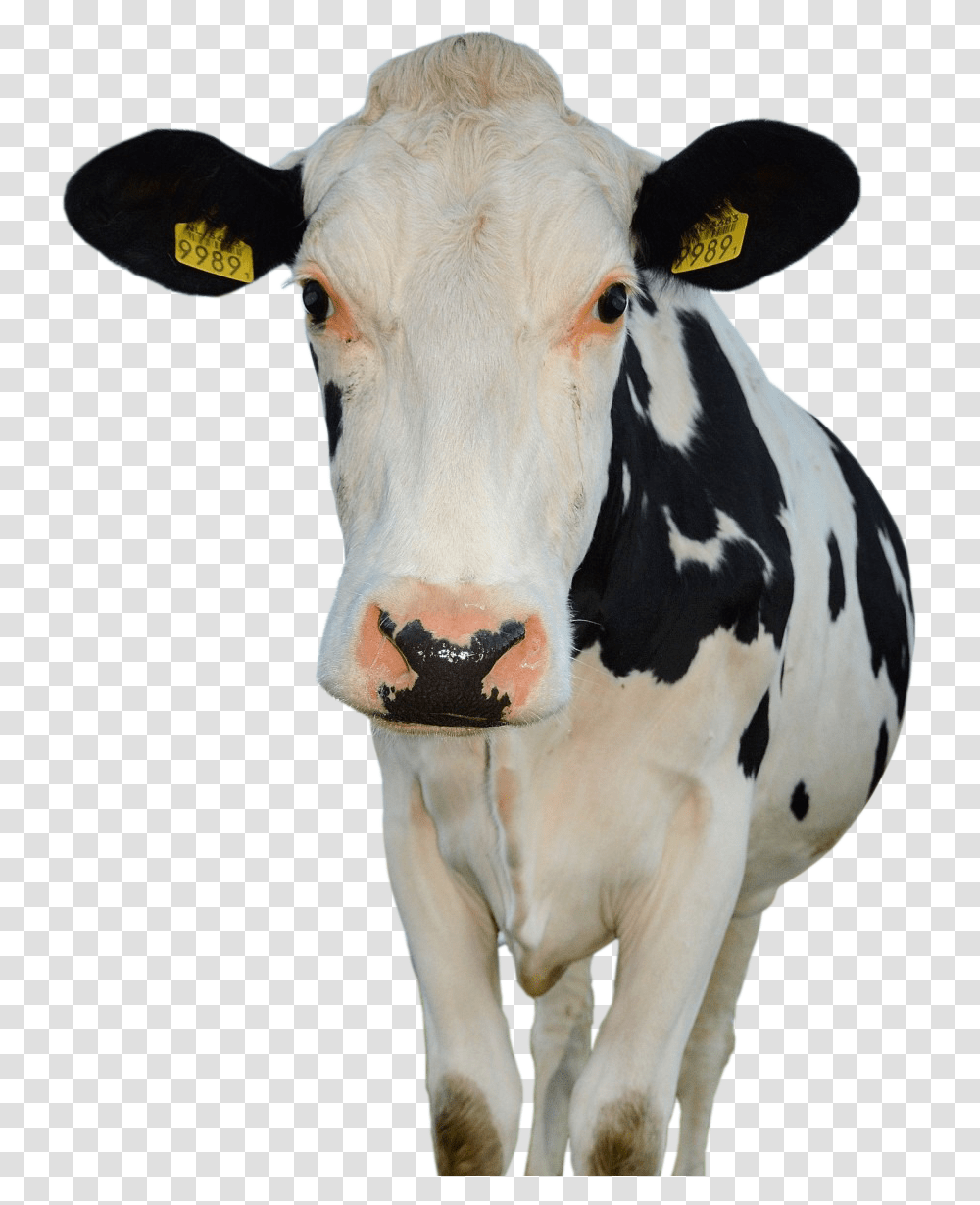 Cow Farm Animals Public Domain, Cattle, Mammal, Dairy Cow Transparent Png