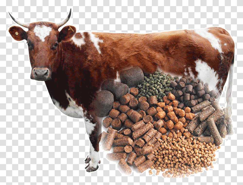 Cow Feed, Cattle, Mammal, Animal, Longhorn Transparent Png
