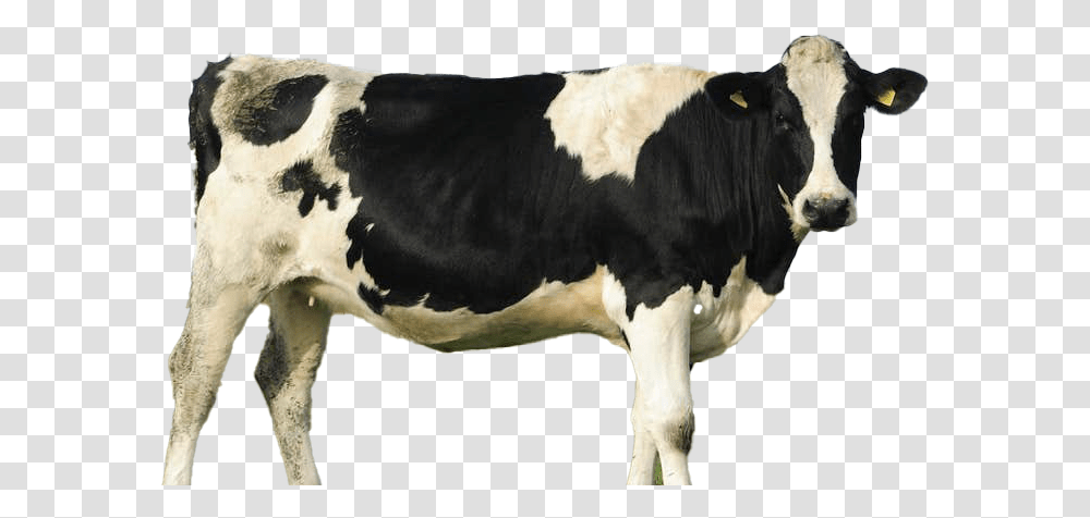 Cow File Free Fresh Milk Cow, Cattle, Mammal, Animal, Dairy Cow Transparent Png