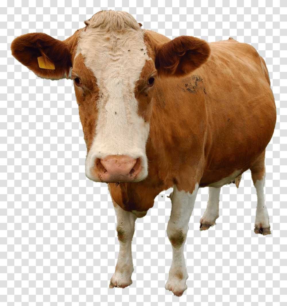 Cow Free Download Cow, Cattle, Mammal, Animal, Dairy Cow Transparent Png