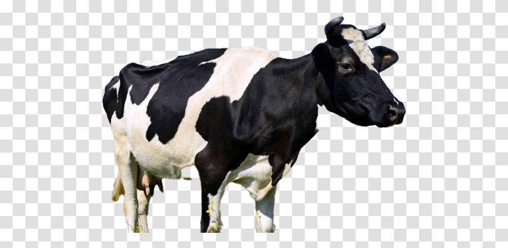 Cow Free Image Milk Cow, Cattle, Mammal, Animal, Dairy Cow Transparent Png