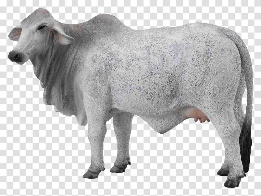 Cow Free Images Background White Cow, Bull, Mammal, Animal, Ox Transparent Png