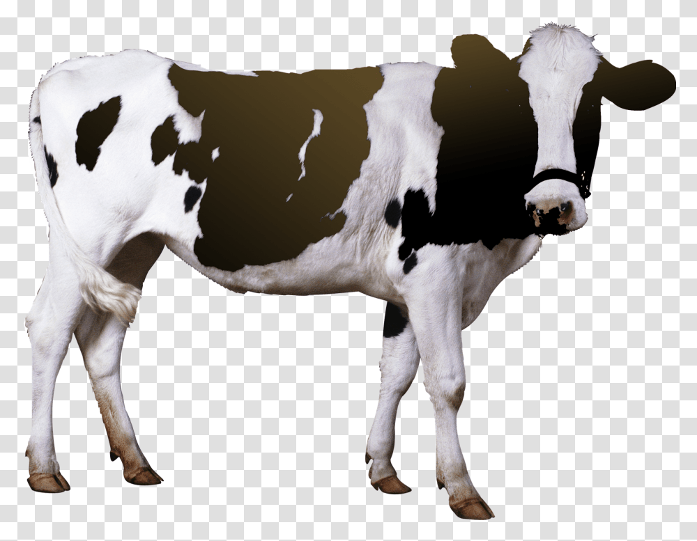Cow Free Pic Cow De Horn Machine, Cattle, Mammal, Animal, Dairy Cow Transparent Png