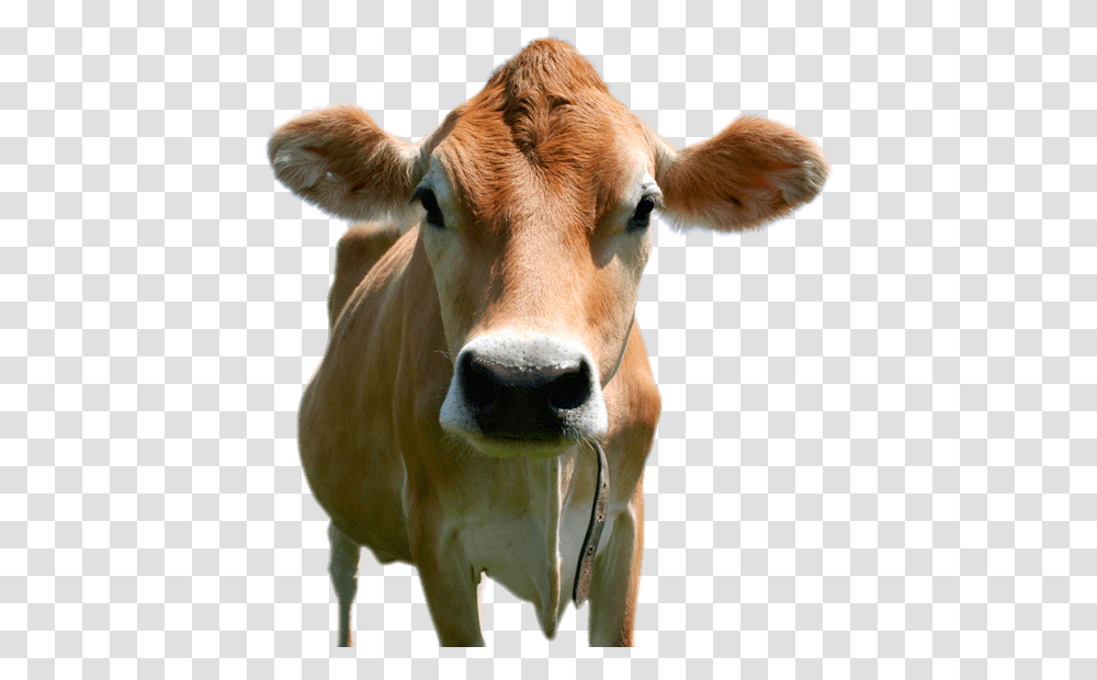 Cow Head, Cattle, Mammal, Animal, Dairy Cow Transparent Png