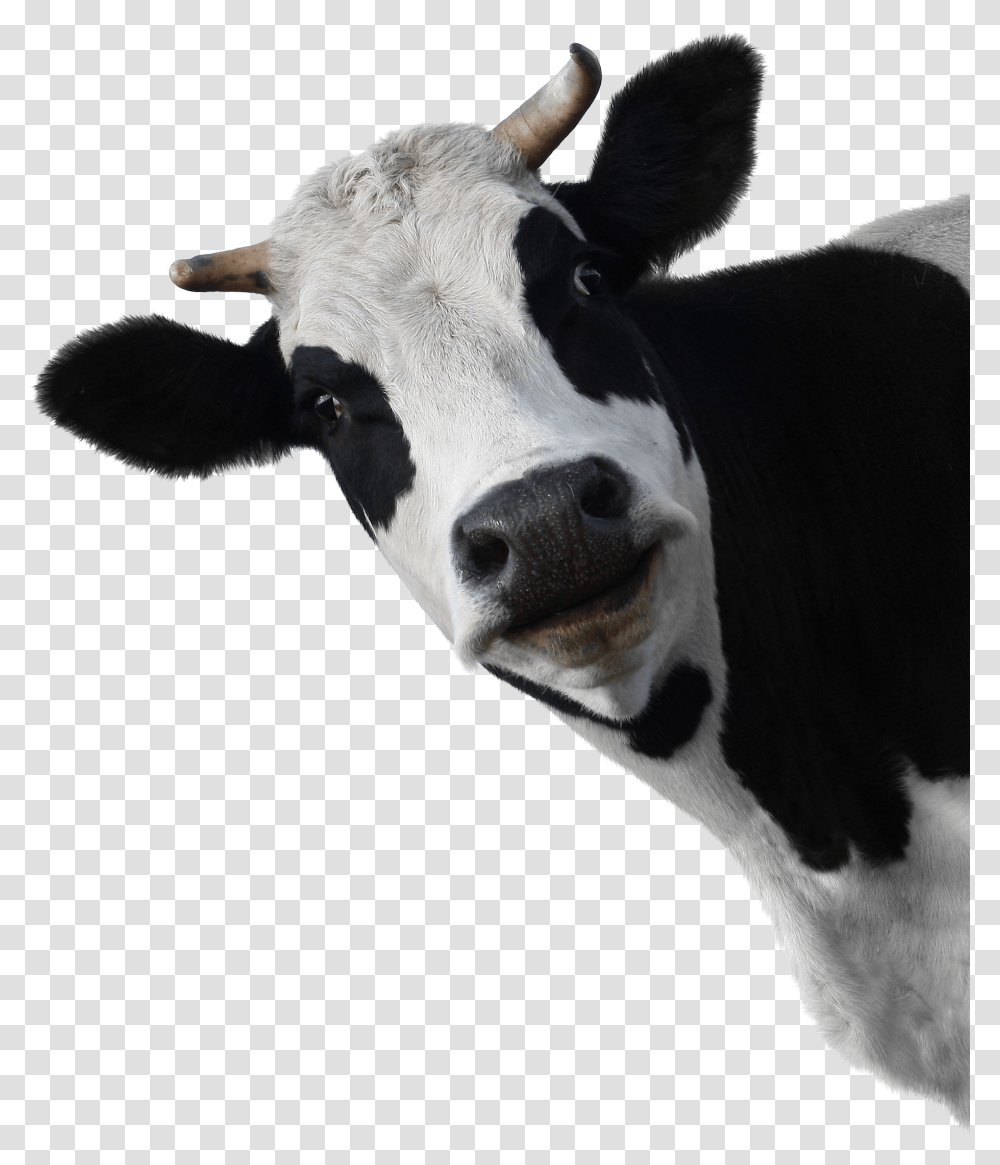 Cow Head White Background, Cattle, Mammal, Animal, Dairy Cow Transparent Png