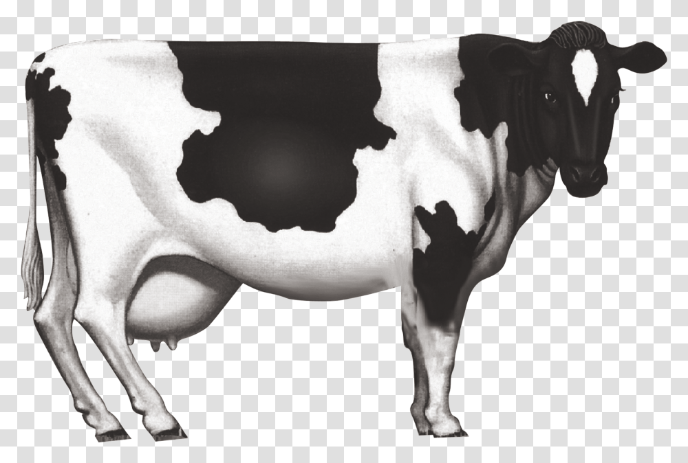 Cow Horn, Cattle, Mammal, Animal, Dairy Cow Transparent Png