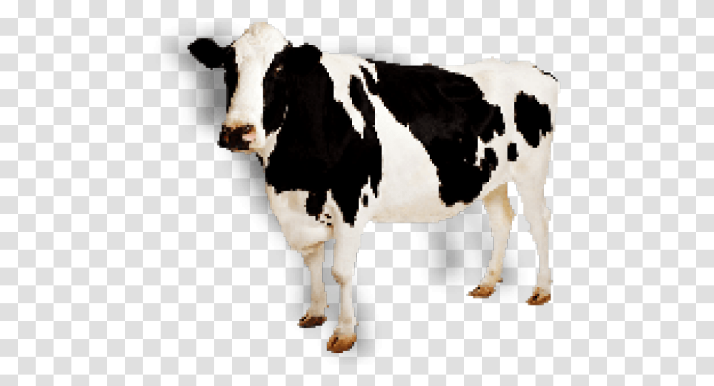 Cow Icon Cow, Cattle, Mammal, Animal, Dairy Cow Transparent Png
