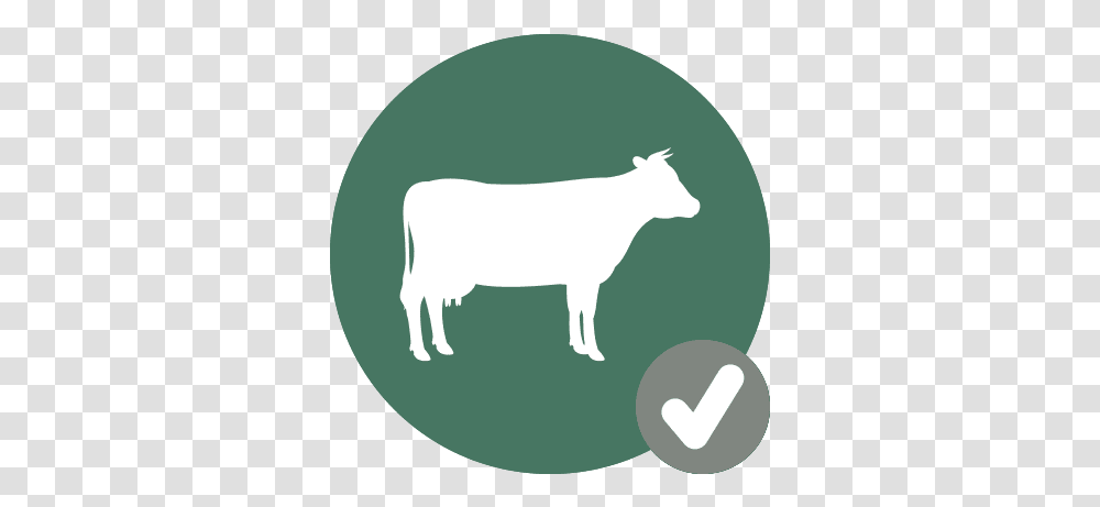 Cow Iconcheck Hook Norton Veterinary Group Animal Figure, Mammal, Bull, Cattle, Buffalo Transparent Png