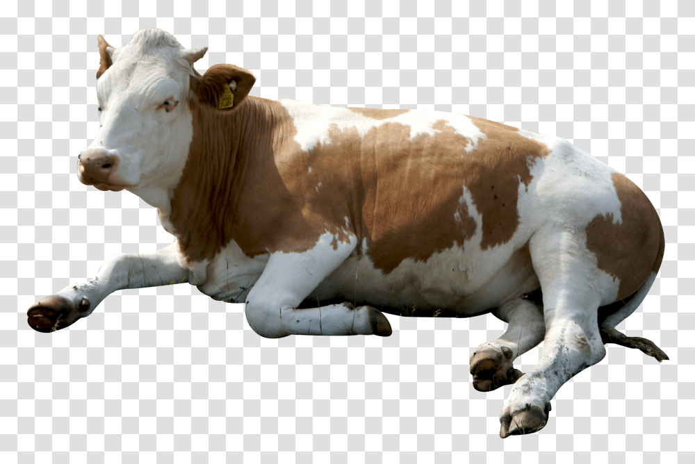 Cow Image, Animals, Cattle, Mammal, Dairy Cow Transparent Png