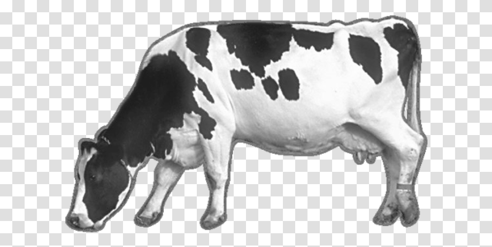 Cow Image Black And White Cow, Cattle, Mammal, Animal, Dairy Cow Transparent Png