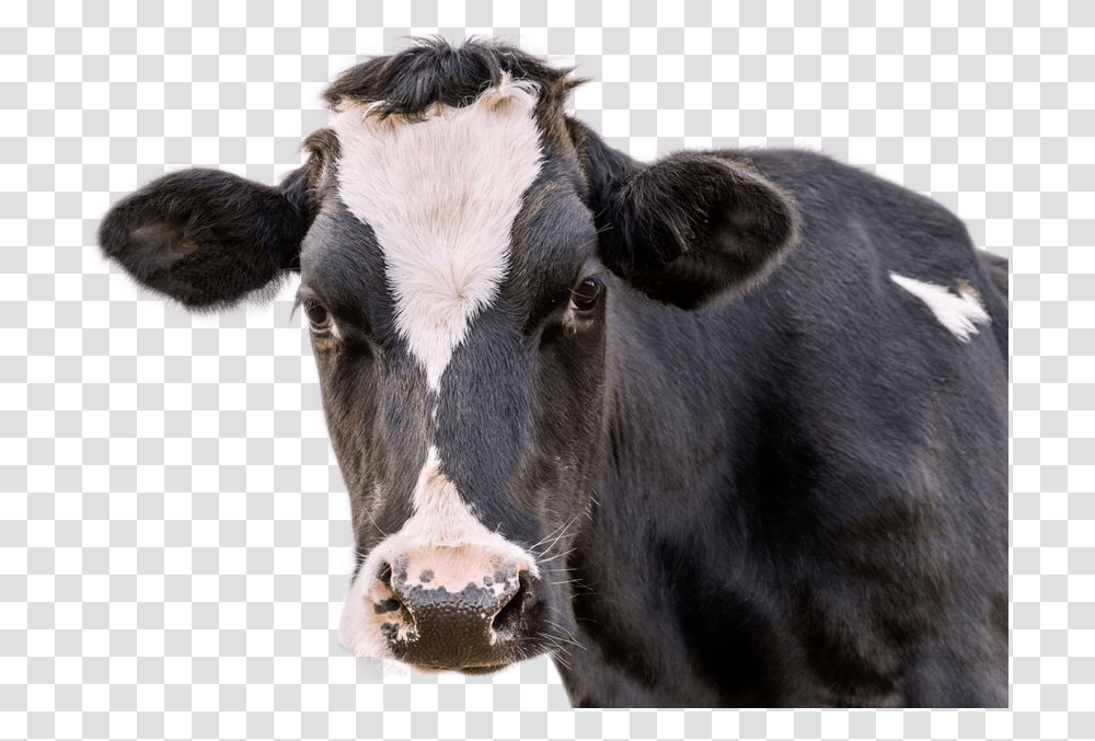 Cow Image Black And White Cow Face Up Close, Cattle, Mammal, Animal, Dairy Cow Transparent Png