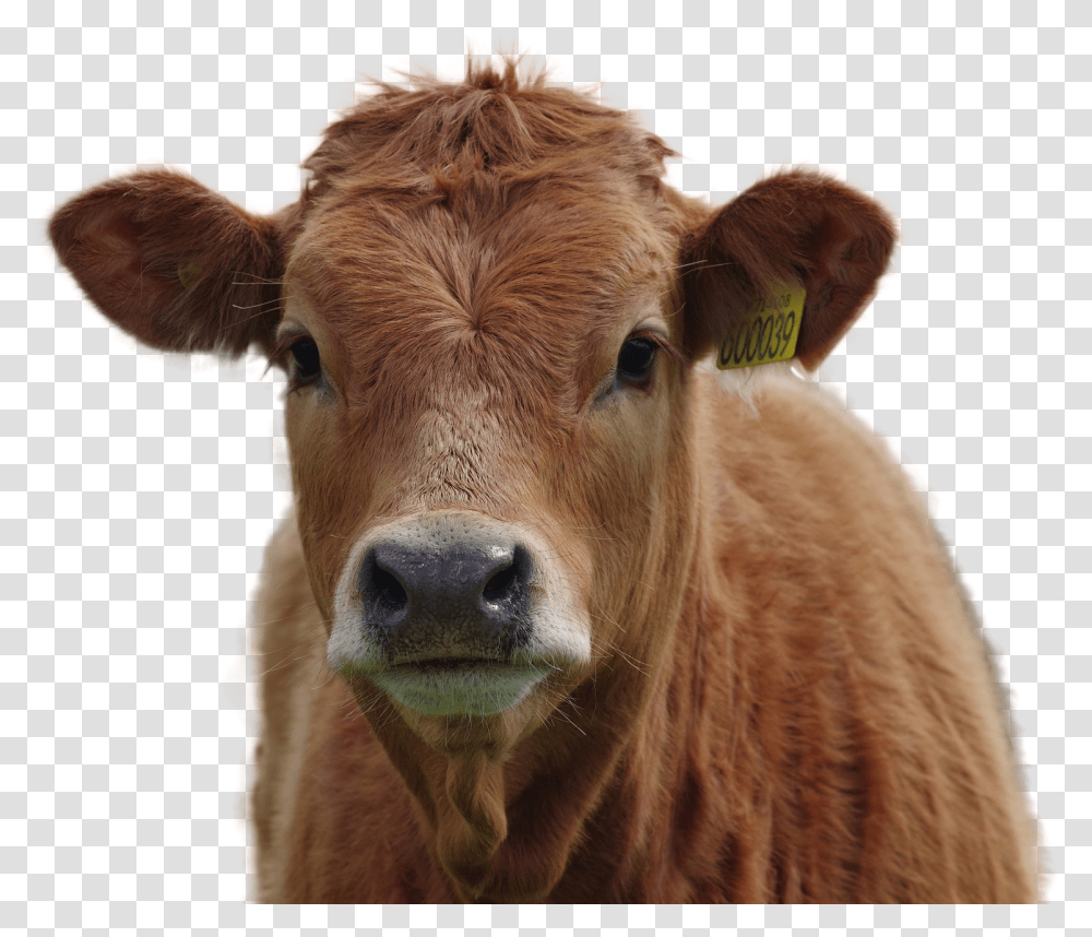 Cow Image Brown Cow, Cattle, Mammal, Animal, Calf Transparent Png