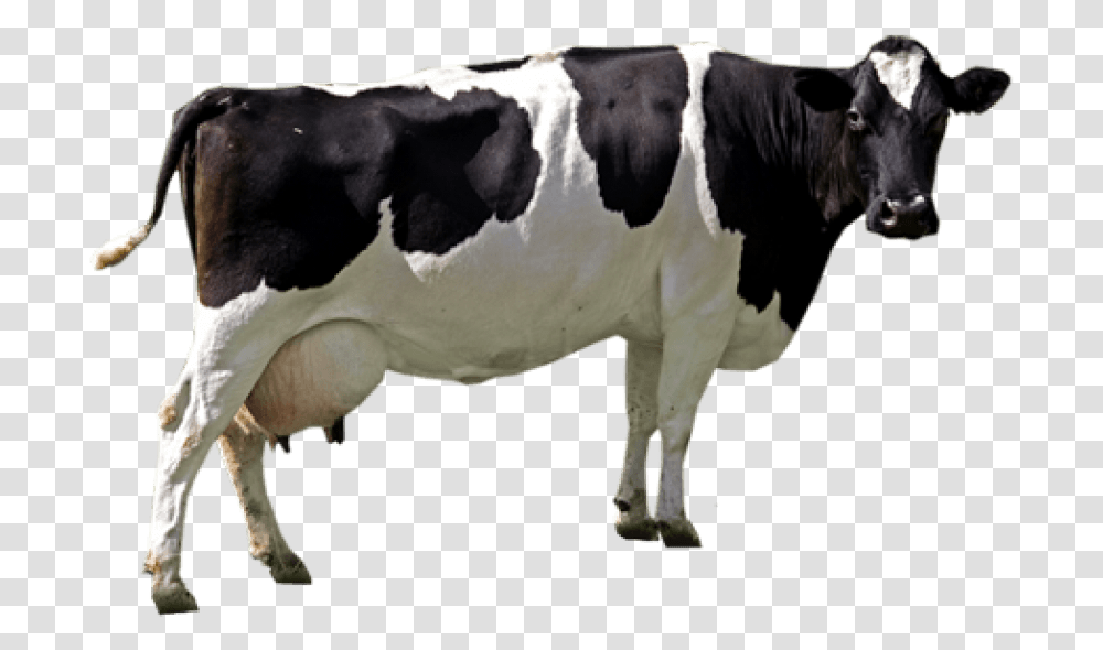 Cow Image Clipart Cow, Cattle, Mammal, Animal, Dairy Cow Transparent Png
