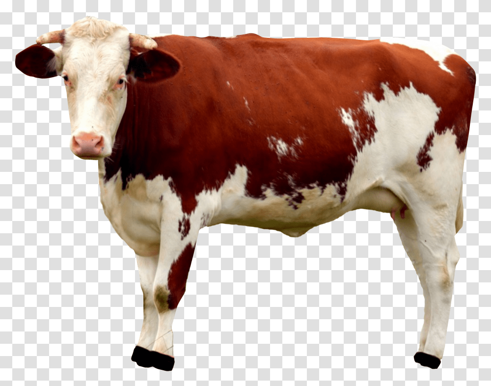Cow Image Cow, Cattle, Mammal, Animal, Dairy Cow Transparent Png