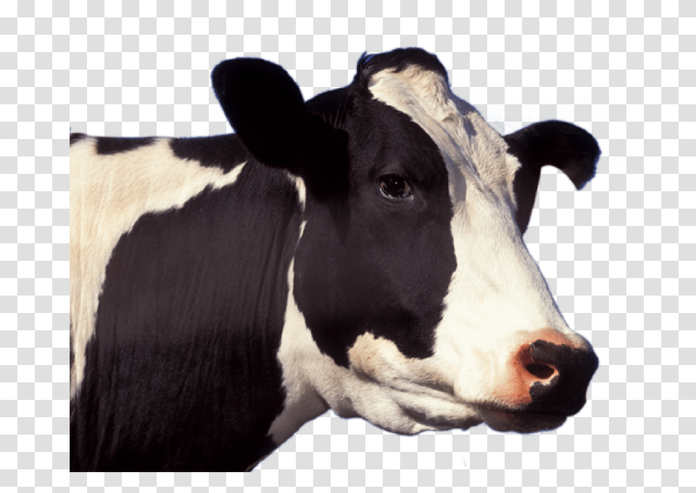 Cow Image Cow Face, Cattle, Mammal, Animal, Dairy Cow Transparent Png