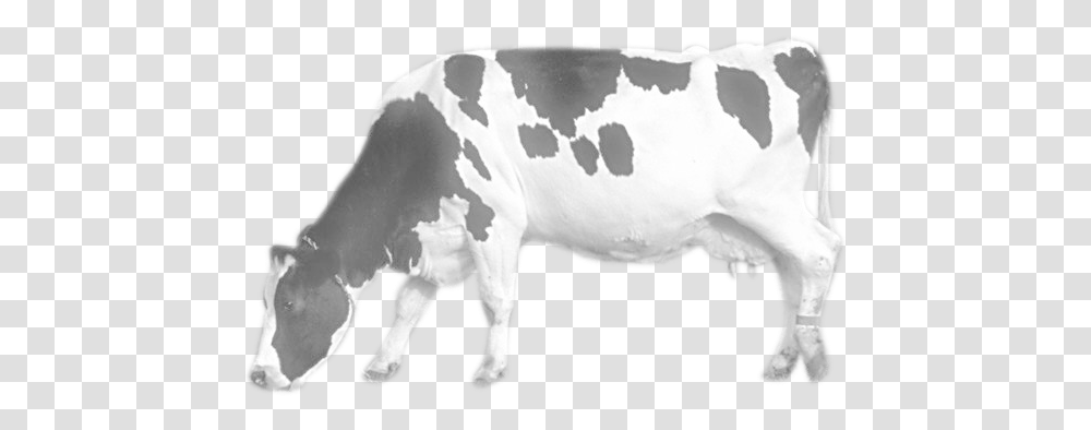 Cow Image Cow Image Hd, Cattle, Mammal, Animal, Bull Transparent Png