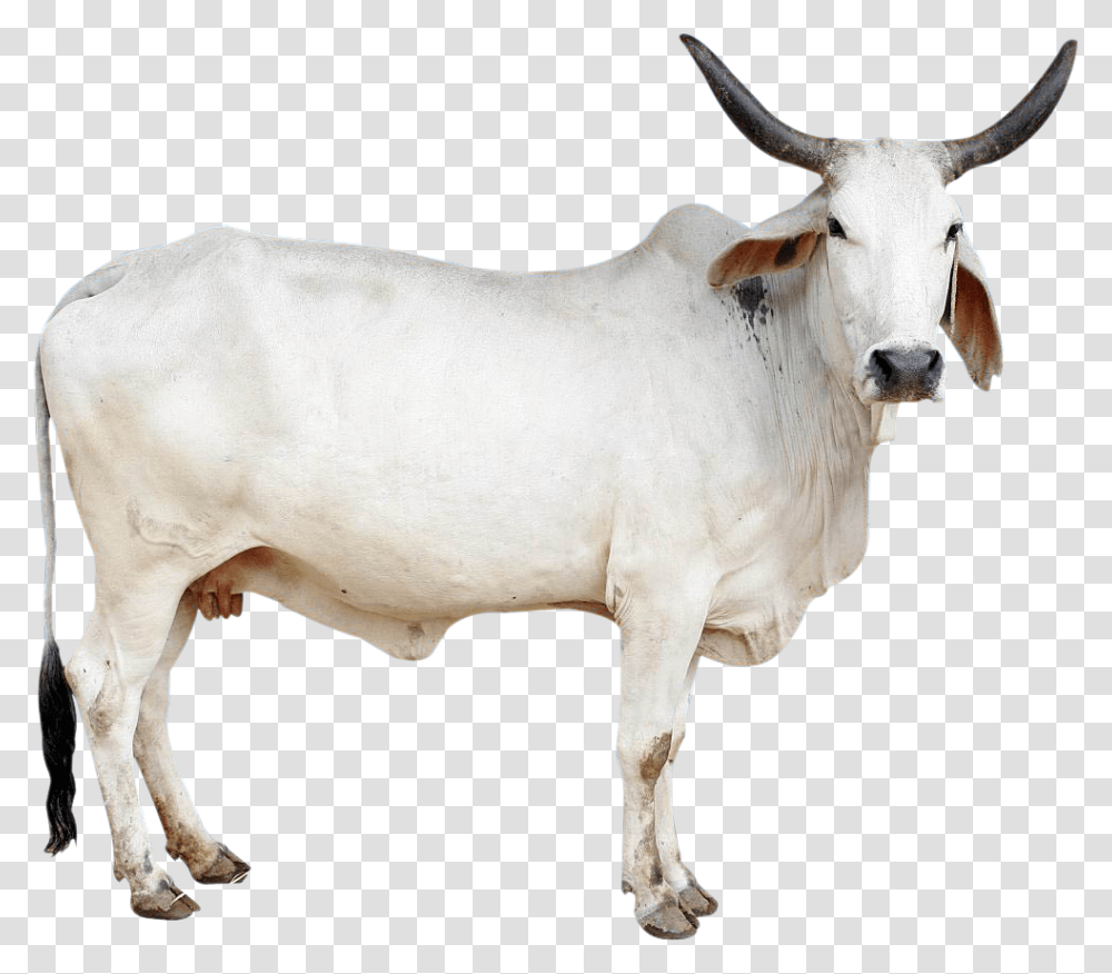 Cow Image Indian Cow Images, Bull, Mammal, Animal, Ox Transparent Png