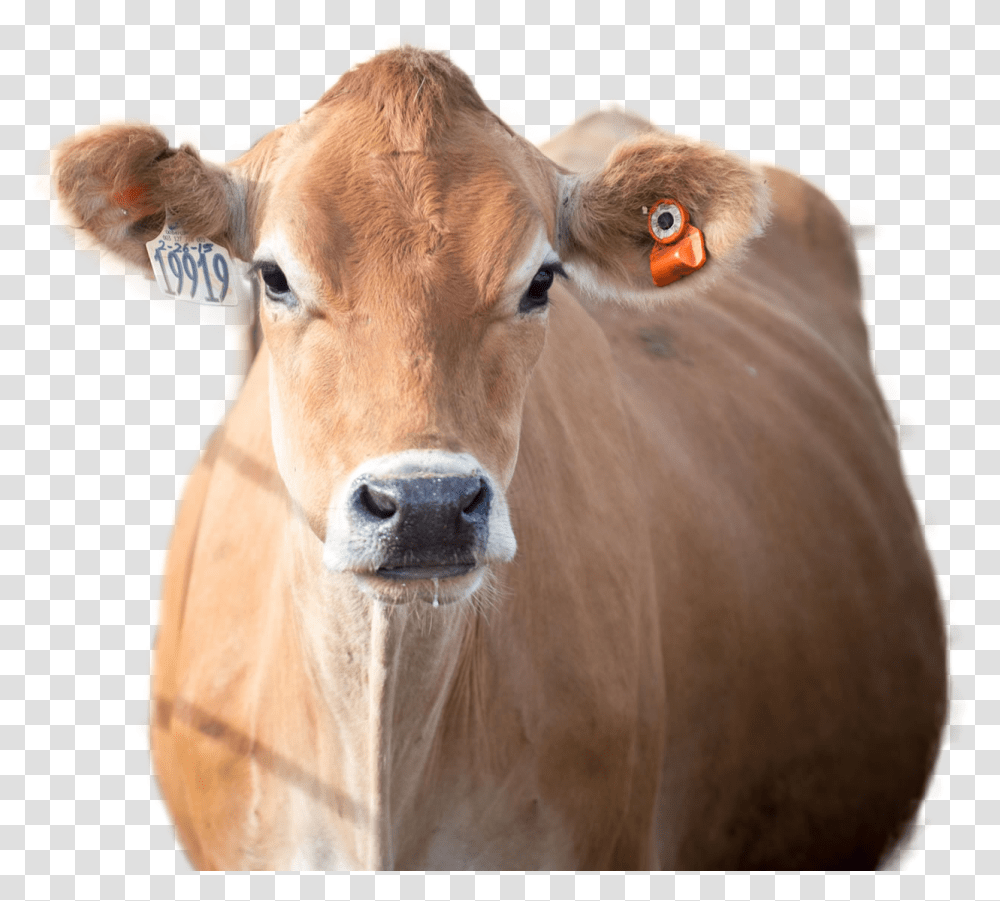 Cow Image Working Animal, Cattle, Mammal, Dairy Cow, Calf Transparent Png