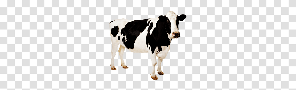 Cow Images And Clipart Free Download, Cattle, Mammal, Animal, Dairy Cow Transparent Png