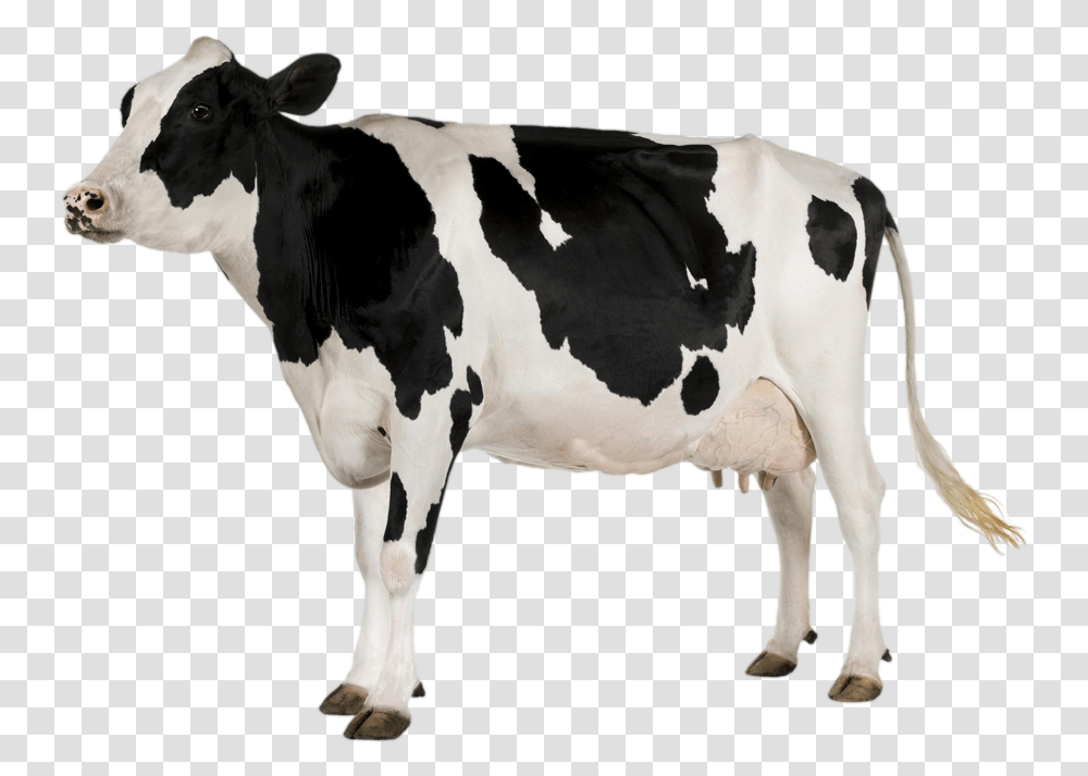 Cow Images And Clipart Free Download Cow, Cattle, Mammal, Animal, Dairy Cow Transparent Png