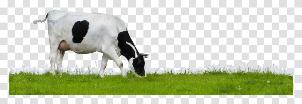 Cow Images Background Cow, Cattle, Mammal, Animal, Grass Transparent Png