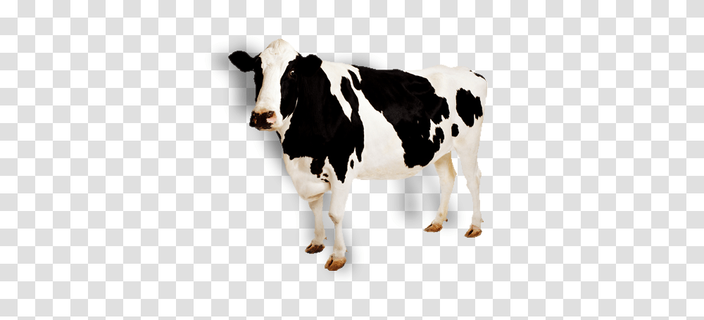 Cow Images, Cattle, Mammal, Animal, Dairy Cow Transparent Png