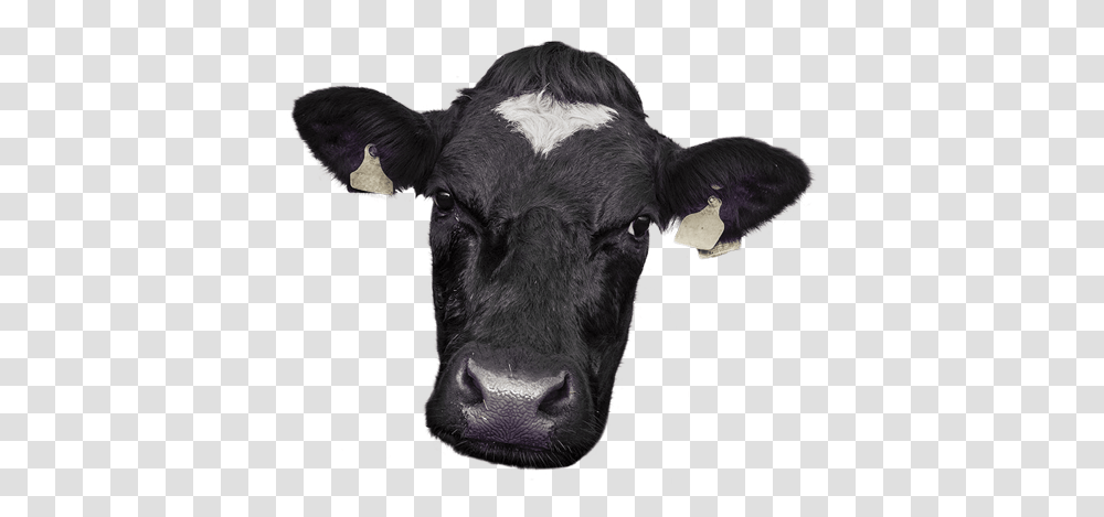 Cow Images, Cattle, Mammal, Animal, Dairy Cow Transparent Png