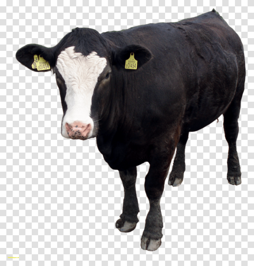 Cow Images Download Beef Cattle Background, Mammal, Animal, Bull, Angus Transparent Png