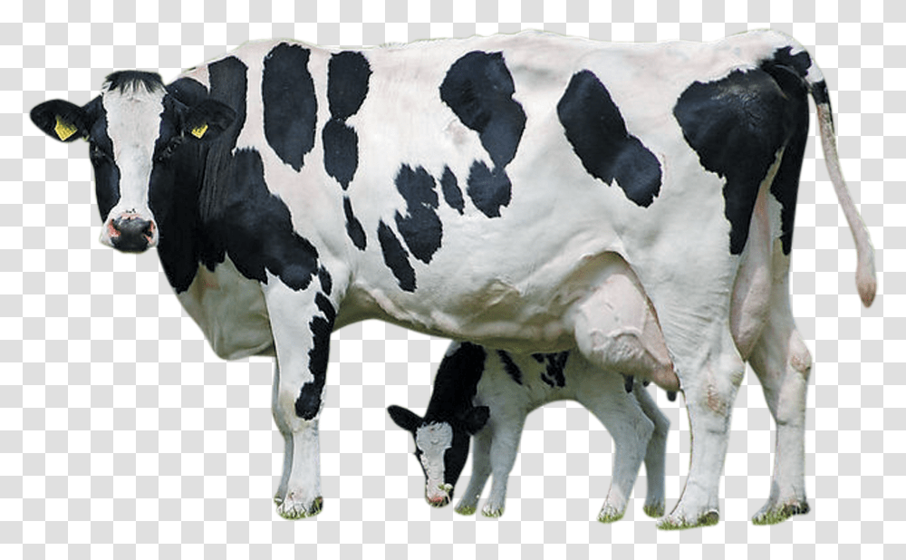 Cow Images Hd Transparent Png