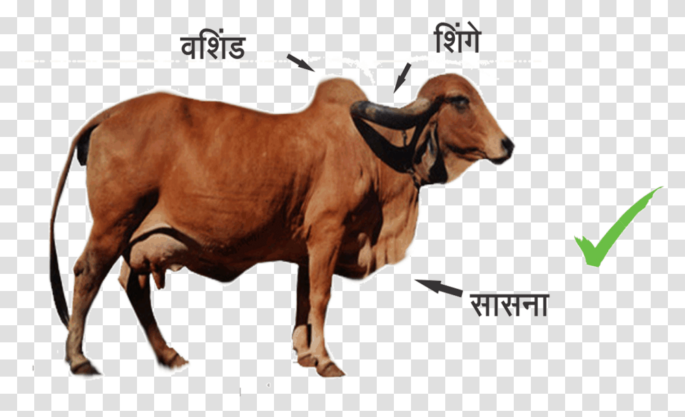 Cow In India, Bull, Mammal, Animal, Cattle Transparent Png