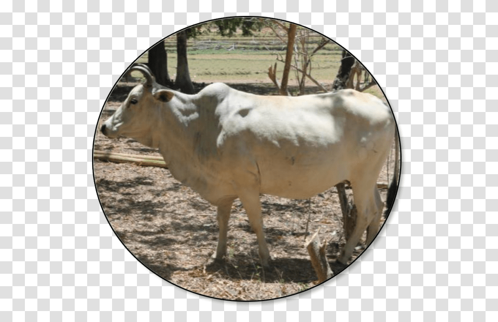 Cow In The Philippines, Bull, Mammal, Animal, Ox Transparent Png