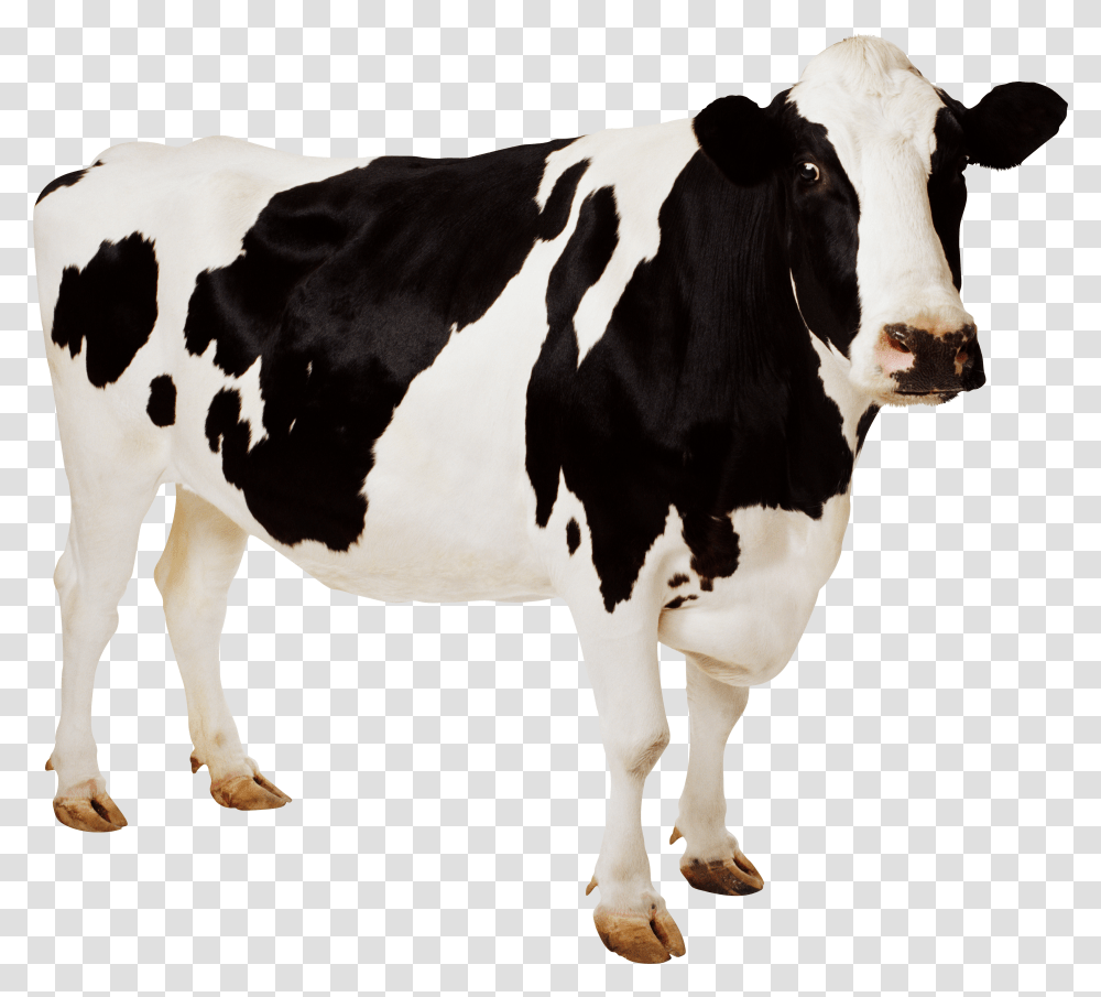 Cow Jpg Transparent Png