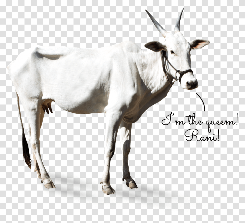 Cow Khillar Goat, Bull, Mammal, Animal, Cattle Transparent Png